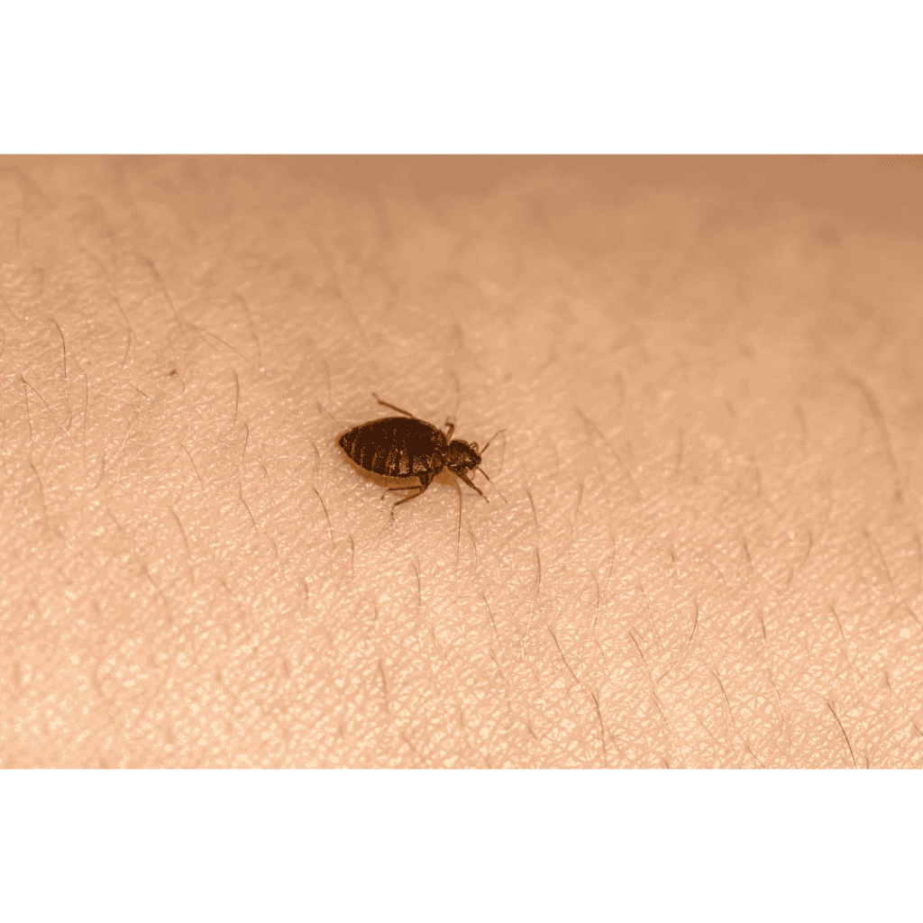Fresh Look at Bed Bugs Control Services