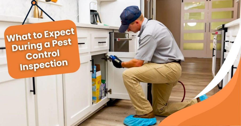 What to Expect in a Pest Control Inspection | Illinois Guide