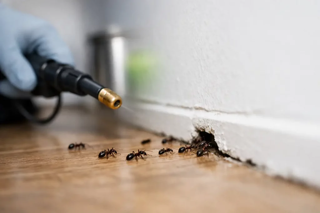 Why Do Ants Keep Returning After Treatment?